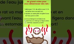 Recette de grand-mère efficace pour éliminer les rats recette-de-grand-mere-efficace-pour-eliminer-les-rats