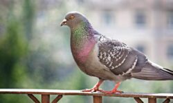 Réduire les bruits de pigeons : Solutions efficaces et pratiques reduire-les-bruits-de-pigeons-solutions-efficaces-et-pratiques