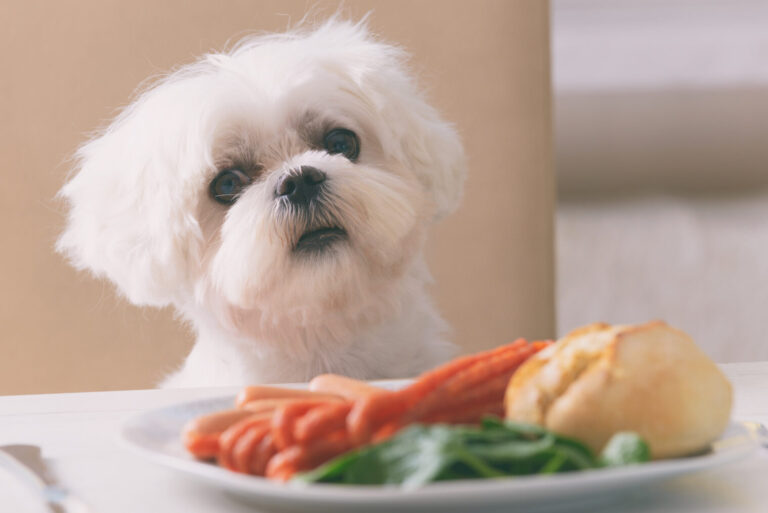 regime alimentaire des animaux ce quils mangent du celeri