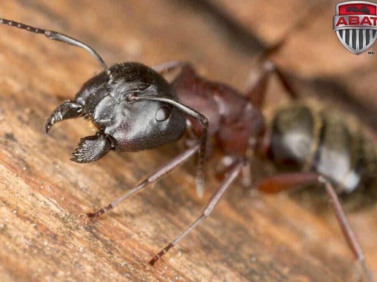 reine des fourmis charpentieres tout savoir sur son role et ses nuisances