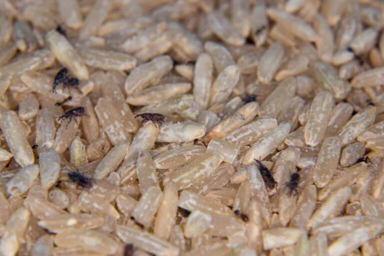 remede de grand mere efficace contre les charancons astuces anti nuisibles