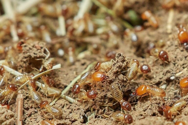 reparation des degats de termites solutions efficaces et durables