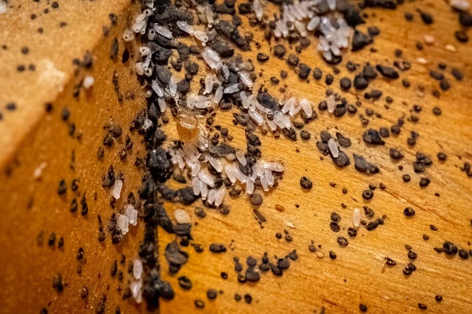 reperer-les-signes-dinfestation-de-guepes-guide-pratique