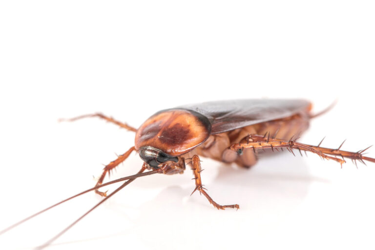 reproduction des cafards tout ce que vous devez savoir