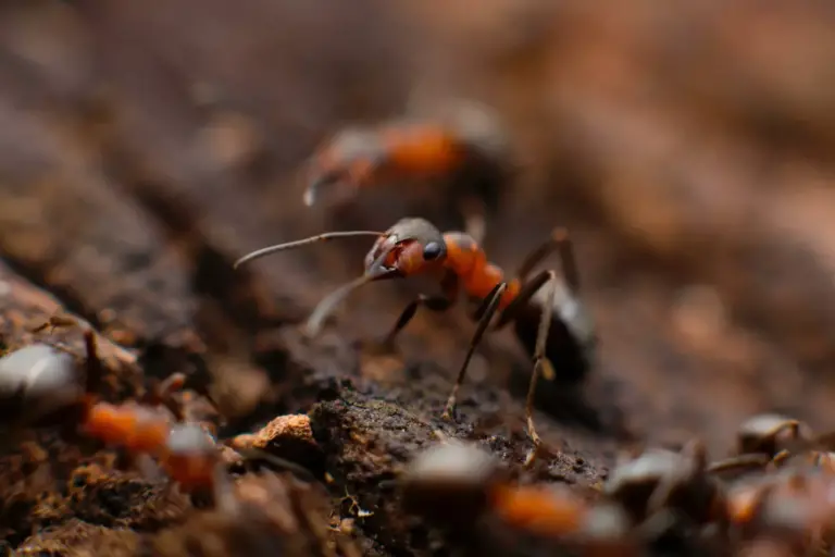 repulsif de fourmis naturel solutions efficaces et ecologiques