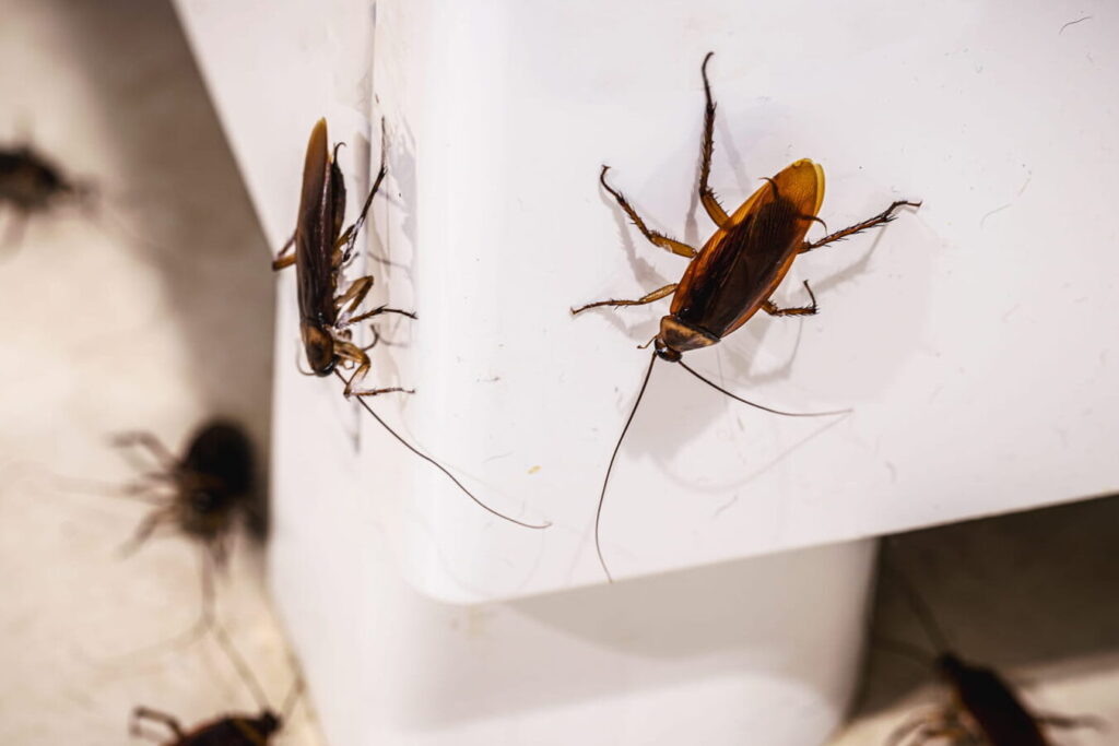 repulsif efficace contre les fourmis volantes guide pratique et astuces