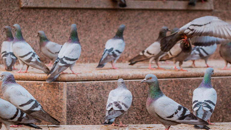 repulsif hirondelles solutions efficaces pour eloigner ces oiseaux nuisibles