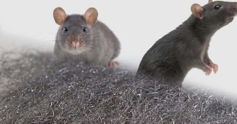 repulsif rat et souris decouvrez une methode efficace