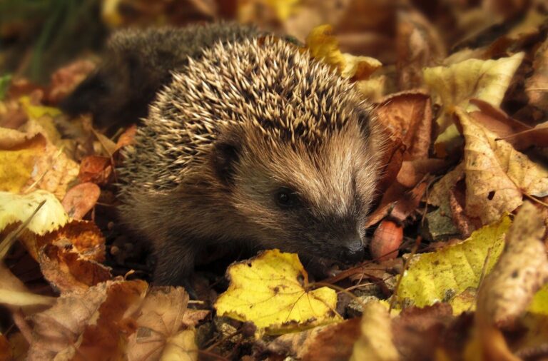 reveillez vous en douceur comment sortir de lhibernation avec succes