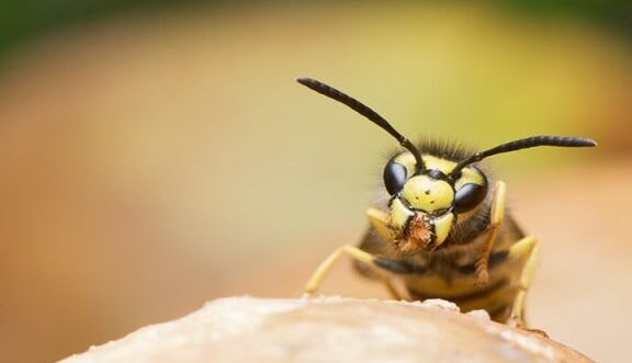 rever de frelon signification et interpretation des reves
