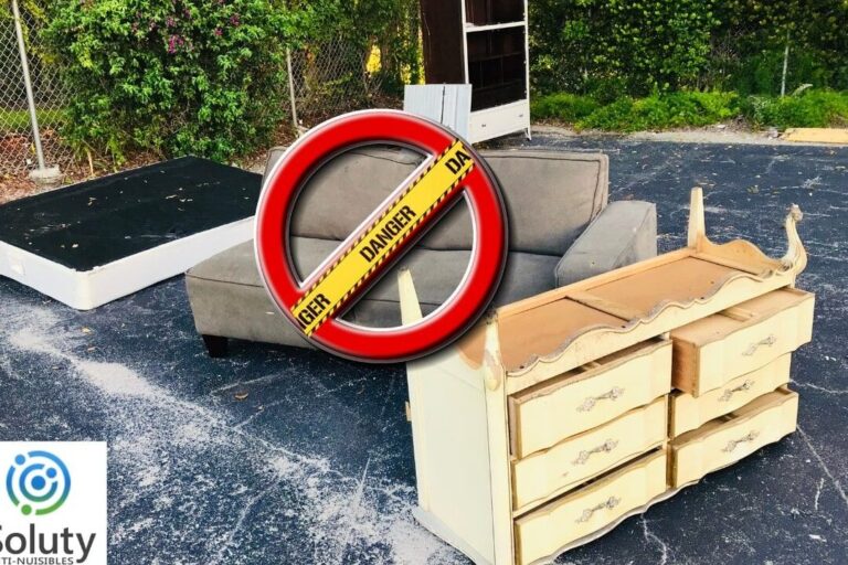 risques et dangers des vers de lit tout ce que vous devez savoir