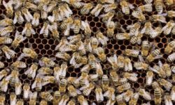 ruches-dabeilles-darbre-tout-ce-que-vous-devez-savoir