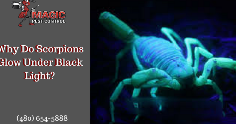scorpion black light revelez les secrets de detection des scorpions grace a la lumiere noire