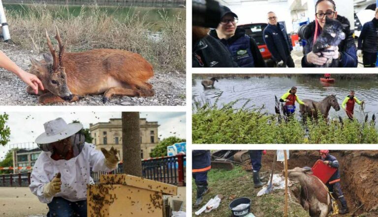 secours animalier comment liberer un animal coince dans une cheminee