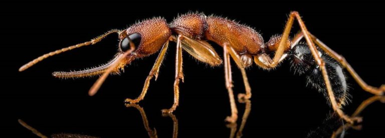 sentir les fourmis mythe ou realite decouvrez la verite
