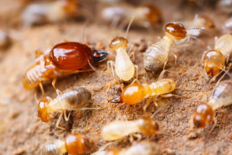 signes vitaux des termites reperage et identification