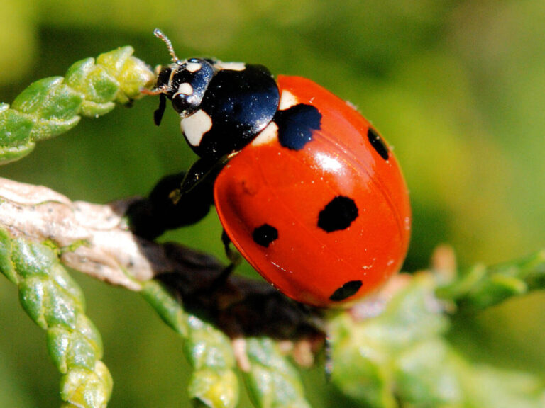 signification de la coccinelle noire a point rouge decryptage et symbolisme