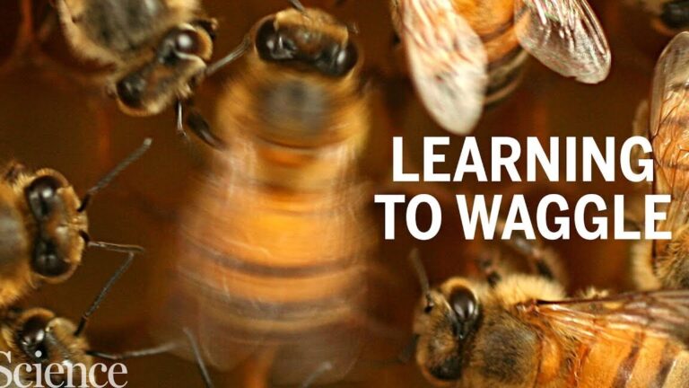 signification des abeilles dans la maison comprendre leur presence