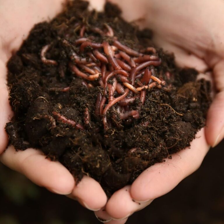 signification des reves de vers noirs tout savoir