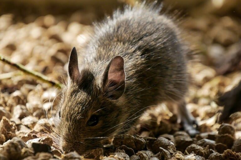 signification des souris dans la maison comprendre et agir