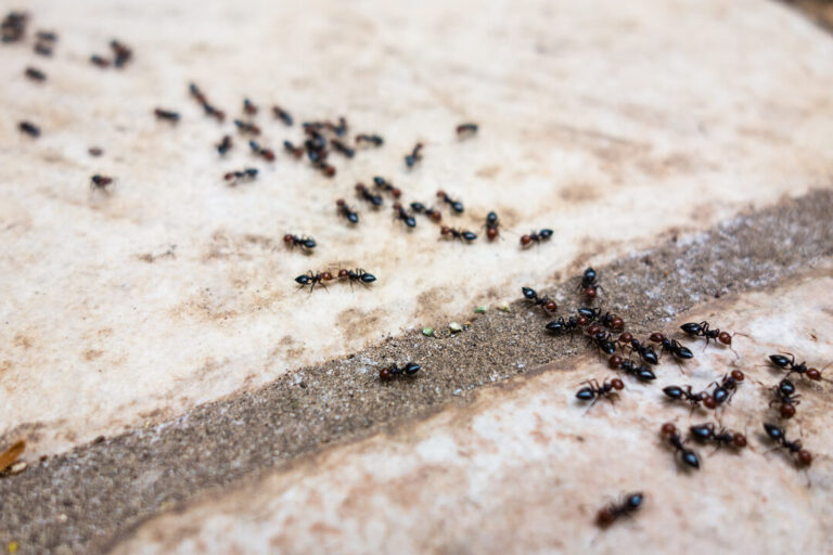 Lutte antiparasitaire : Éliminer les fourmis dans votre camping-car