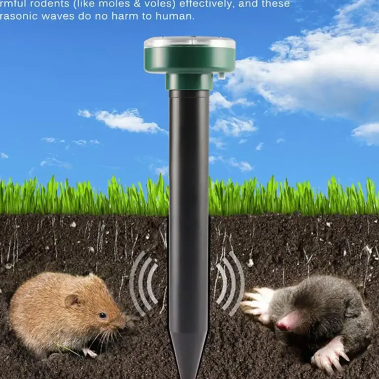 solution efficace contre les rats dans lentrepot guide de lutte antiparasitaire
