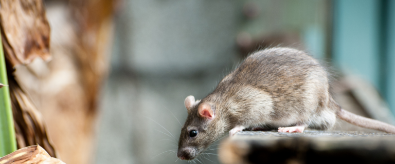 souris de terrain vs souris maison quel nuisible est le plus envahissant