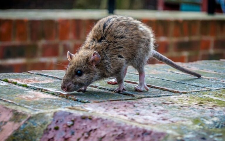souris nocturnes comprendre leur comportement et comment sen debarrasser