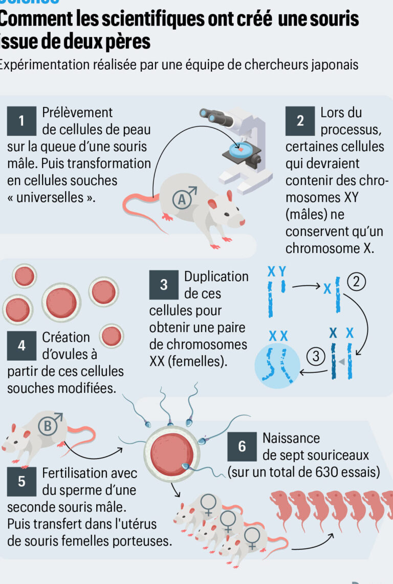 souris sans queue tout savoir sur cette particularite genetique