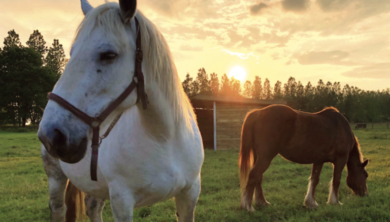 spray antiparasitaire maison contre les vers de larmee