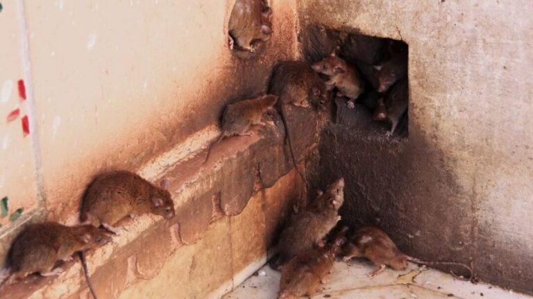 stockage anti souris solutions efficaces pour proteger vos biens
