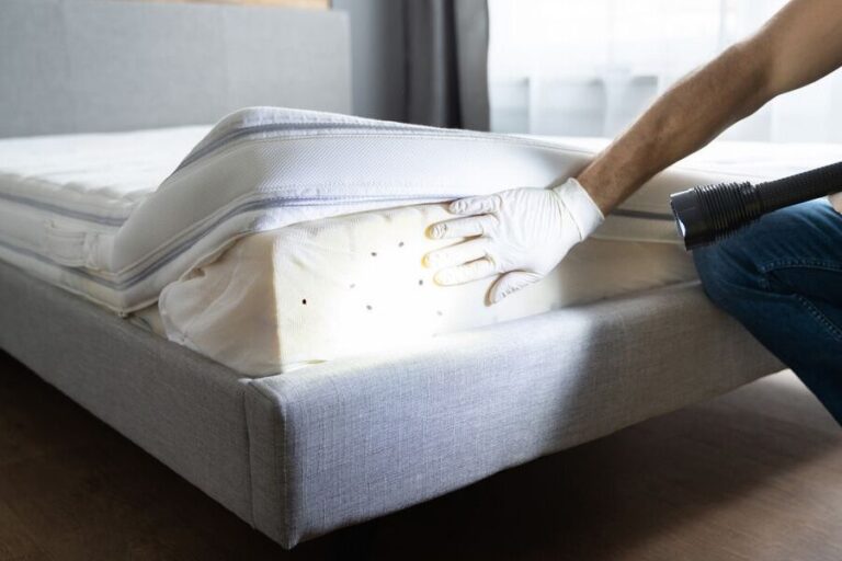 stoppez les morsures de punaises de lit avec ces remedes maison anti demangeaisons