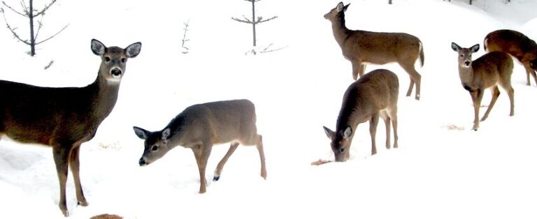 strategies de survie hivernale chez les cerfs tout savoir