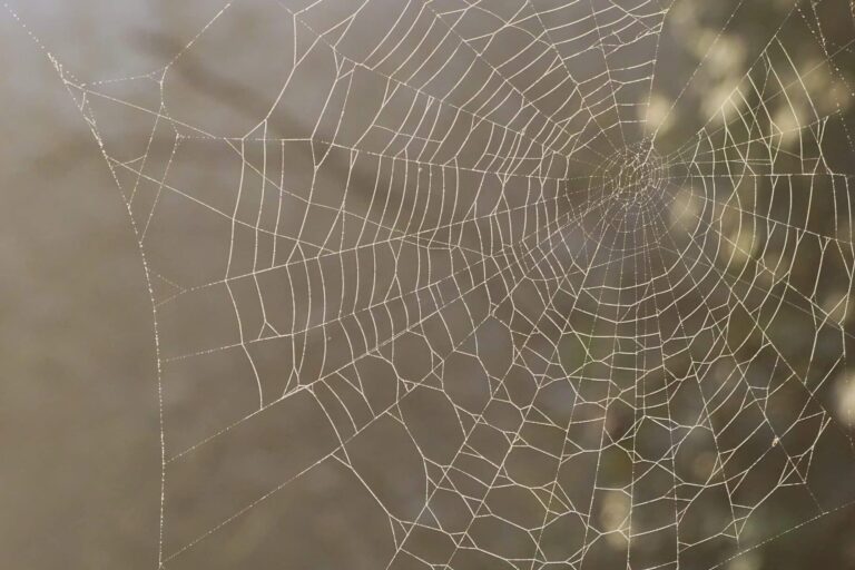 suppression efficace du web spider avec notre service de lutte antiparasitaire