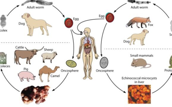 syndrome du raton laveur causes symptomes et traitements