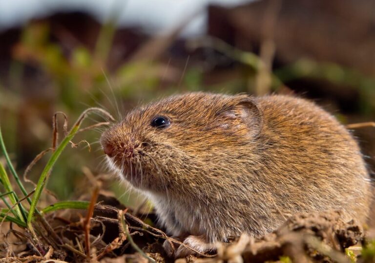 taupe vs vole qui est le plus nuisible pour votre jardin
