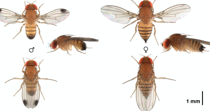 techniques pour elever des mantes religieuses et prevenir les invasions de mouches