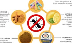 temperature-letale-pour-les-fourmis-quel-seuil-de-chaleur-les-elimine