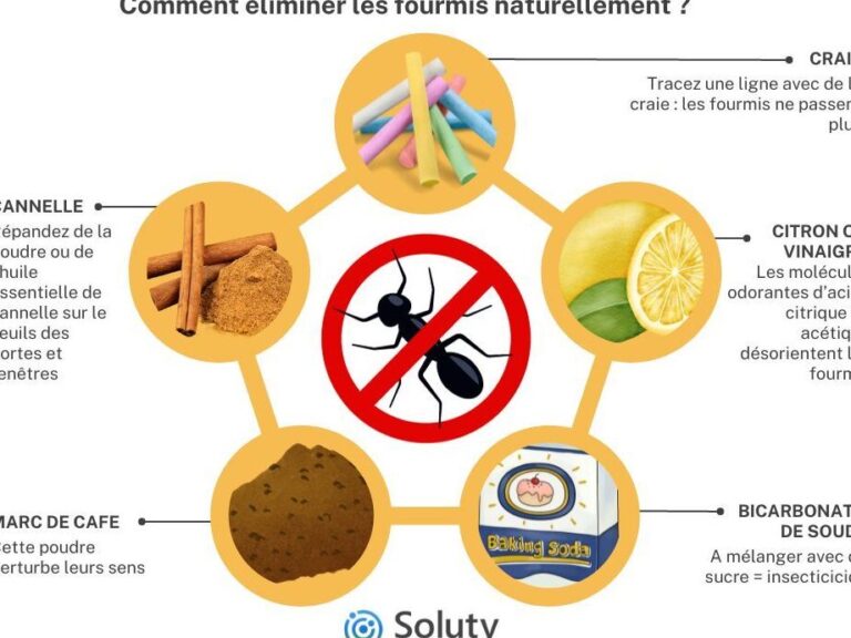 temperature letale pour les fourmis quel seuil de chaleur les elimine