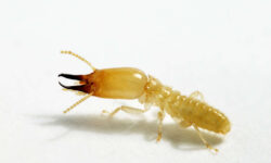termite-du-desert-conseils-pour-lelevage-et-la-lutte-antiparasitaire