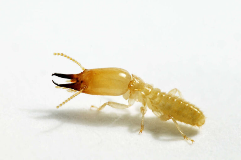 termite du desert conseils pour lelevage et la lutte antiparasitaire