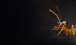 Termite repéré chez moi : conseils pour une lutte antiparasitaire efficace termite-repere-chez-moi-conseils-pour-une-lutte-antiparasitaire-efficace