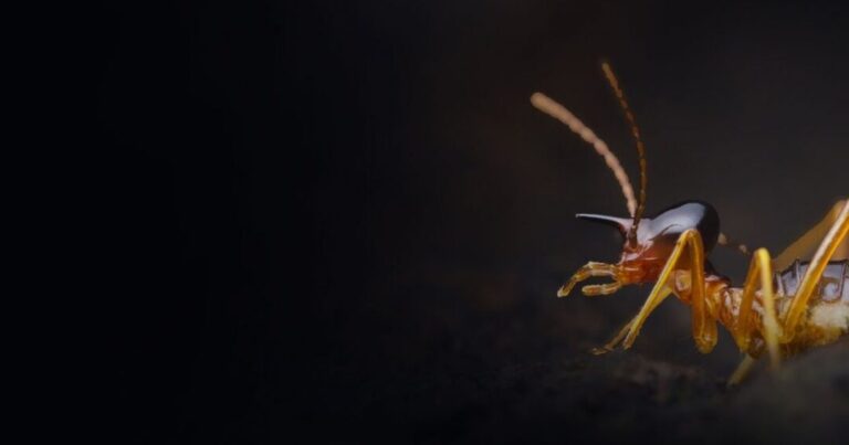 termite repere chez moi conseils pour une lutte antiparasitaire efficace