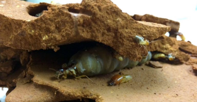 termite roi et reine tout ce que vous devez savoir sur ces dirigeants de la colonie