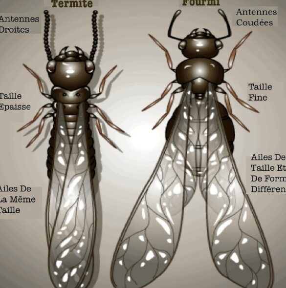 termites ailes tout savoir sur ces nuisibles destructeurs