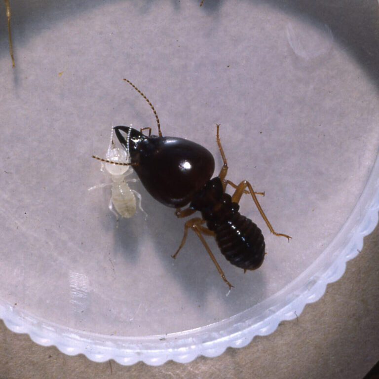 termites aveugles mythe ou realite decouvrez la verite sur ces insectes nuisibles