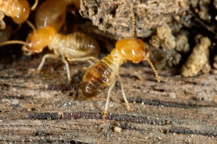 termites control effective fungus guard strategies