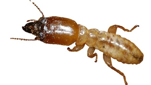 termites courants localisation et prevention
