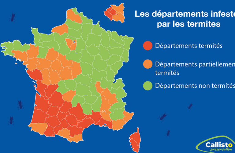 termites dans les bagages risque de propagation et prevention