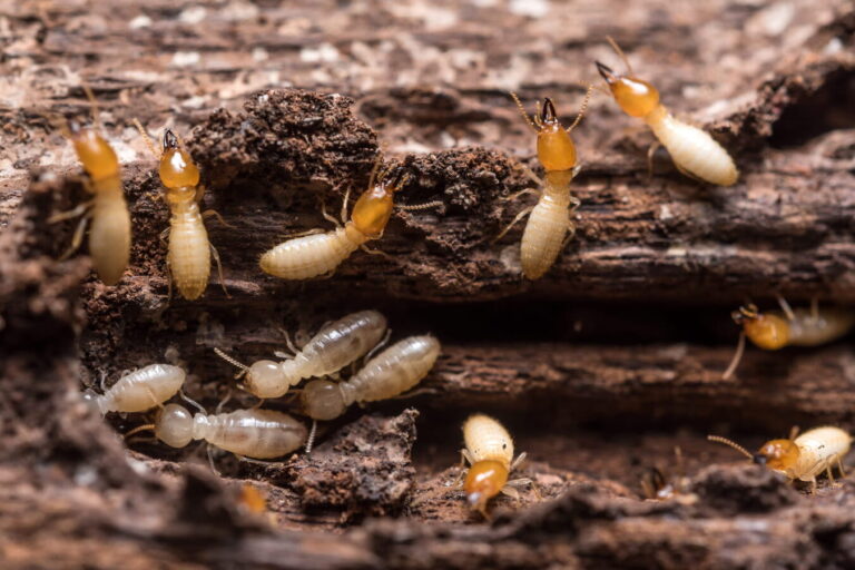 termites de bricolage guide de traitement efficace